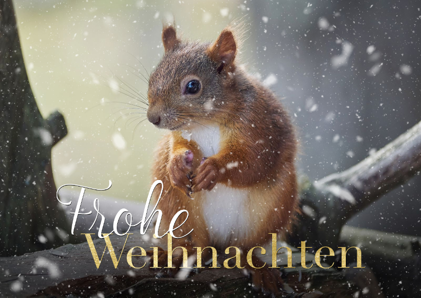 Weihnachtskarten - Foto-Weihnachtskarte Eichhörnchen