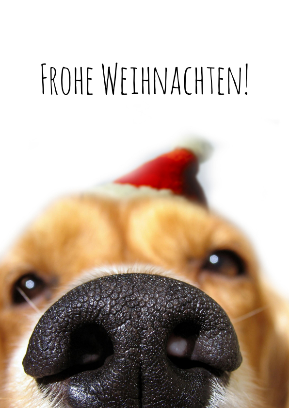 Weihnachtskarten - Weihnachtskarte Hundeschnauze mit Weihnachtsmütze