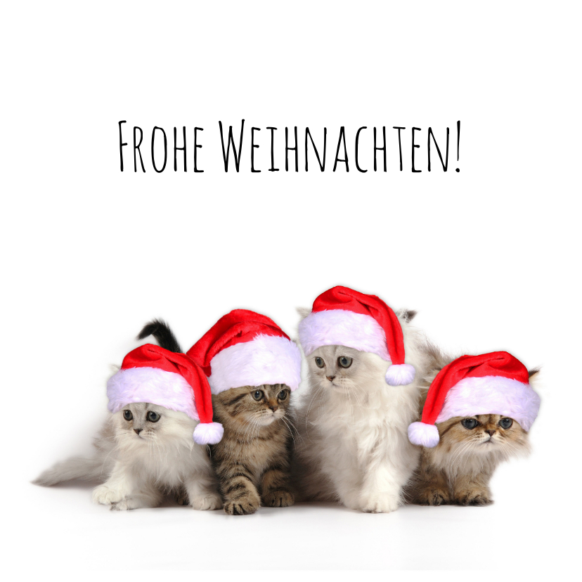 Weihnachtskarten - Weihnachtskarte Katzen mit Weihnachtsmützen